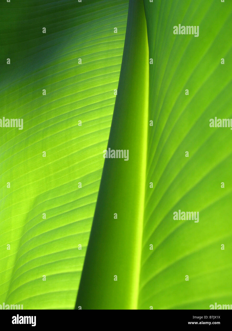 Das Blatt einer Bananenpflanze Musa basjoo Stockfoto