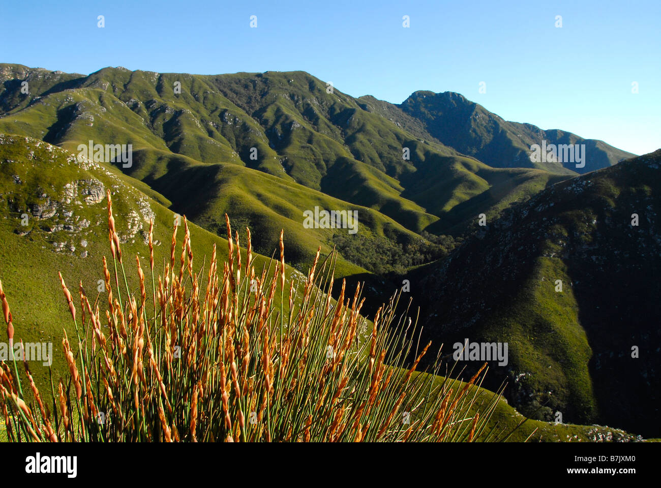 Restio Rasen wächst in der Outeniqua Pass in der Nähe von George, Garden Route, Südafrika. Ein UNESCO-Welterbe Stockfoto