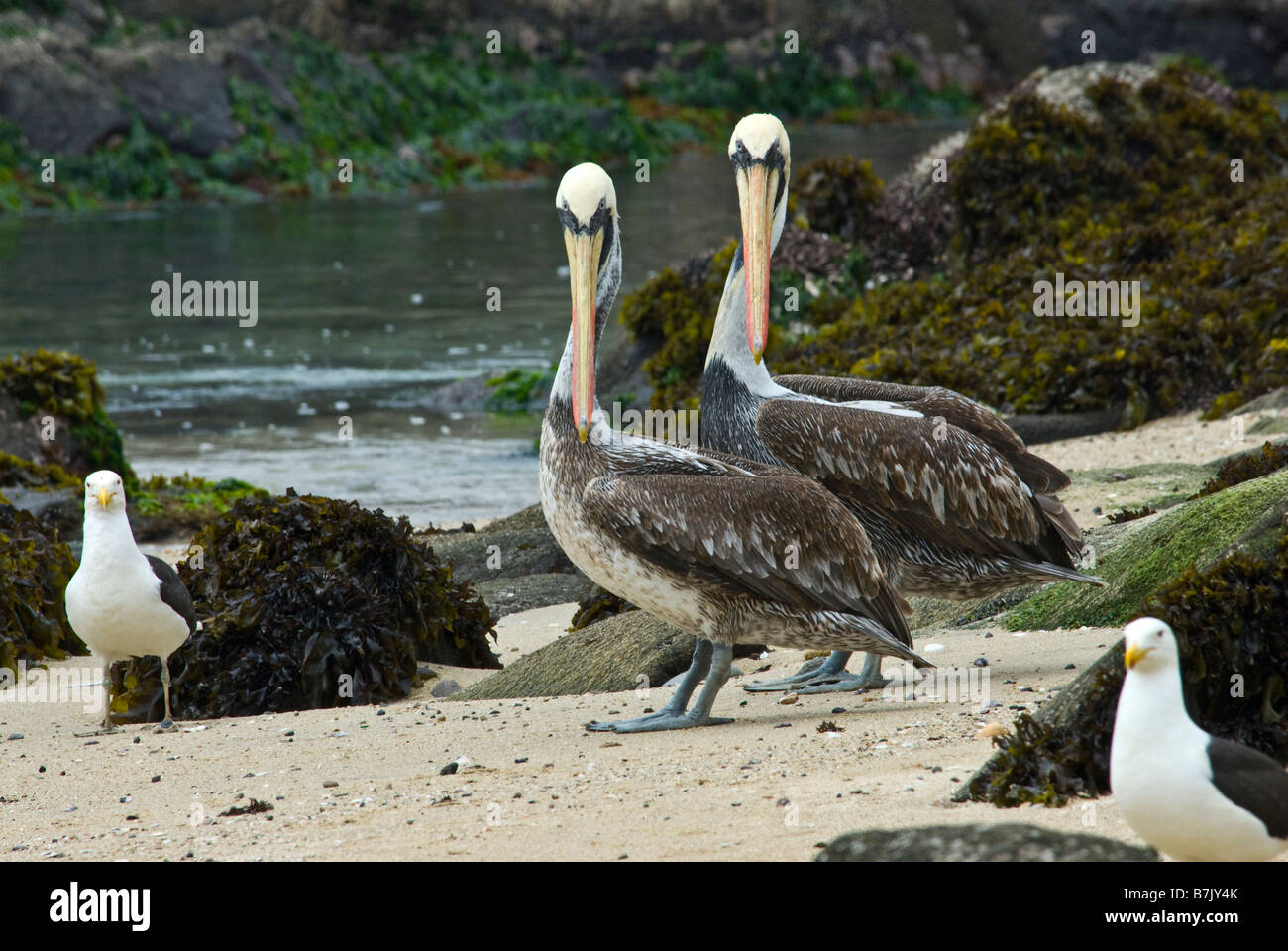 Der braune Pelikan Pelecanus Occidentalis, Chile Stockfoto