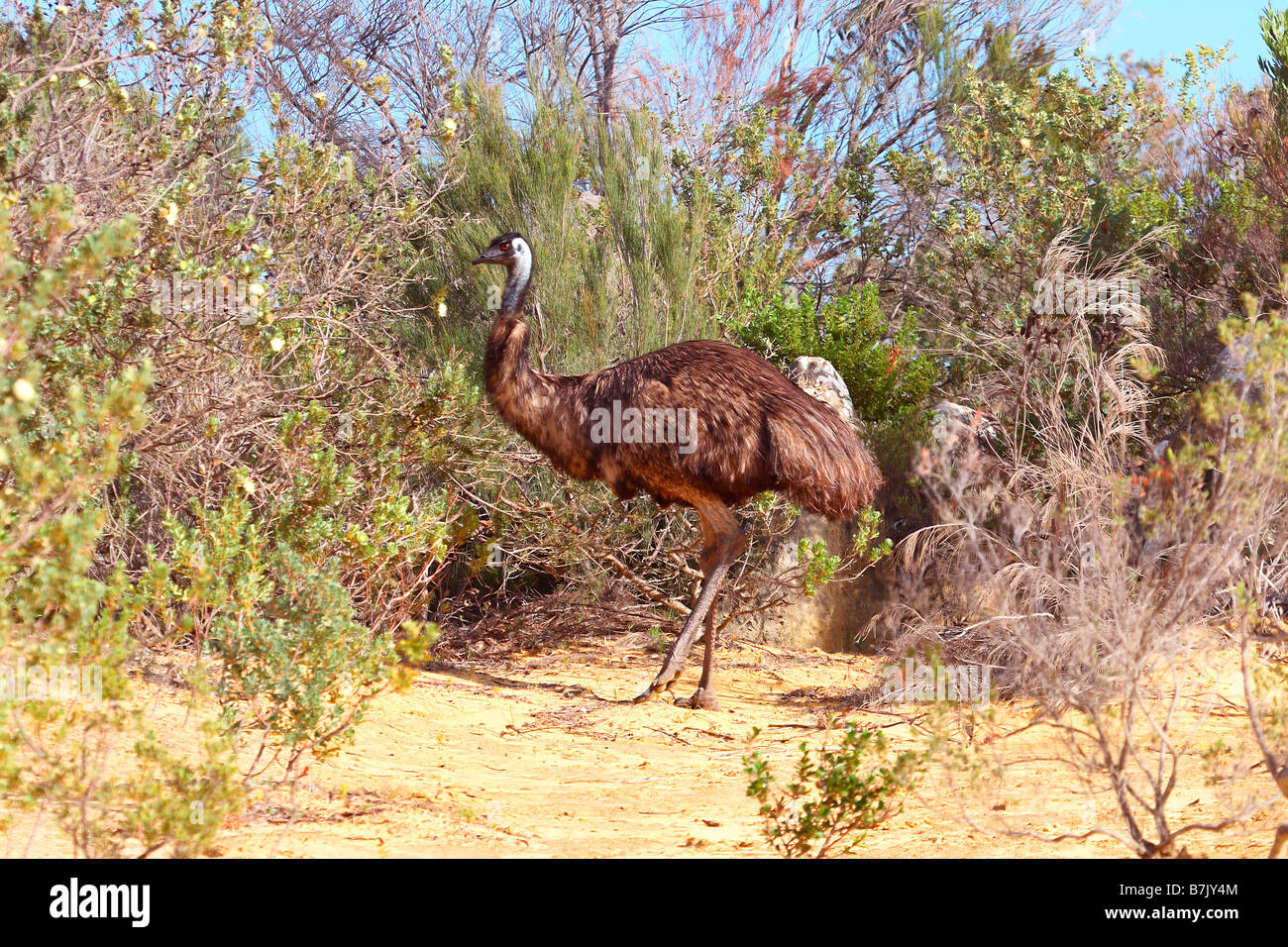Emu Dromaius novaehollandiae Stockfoto