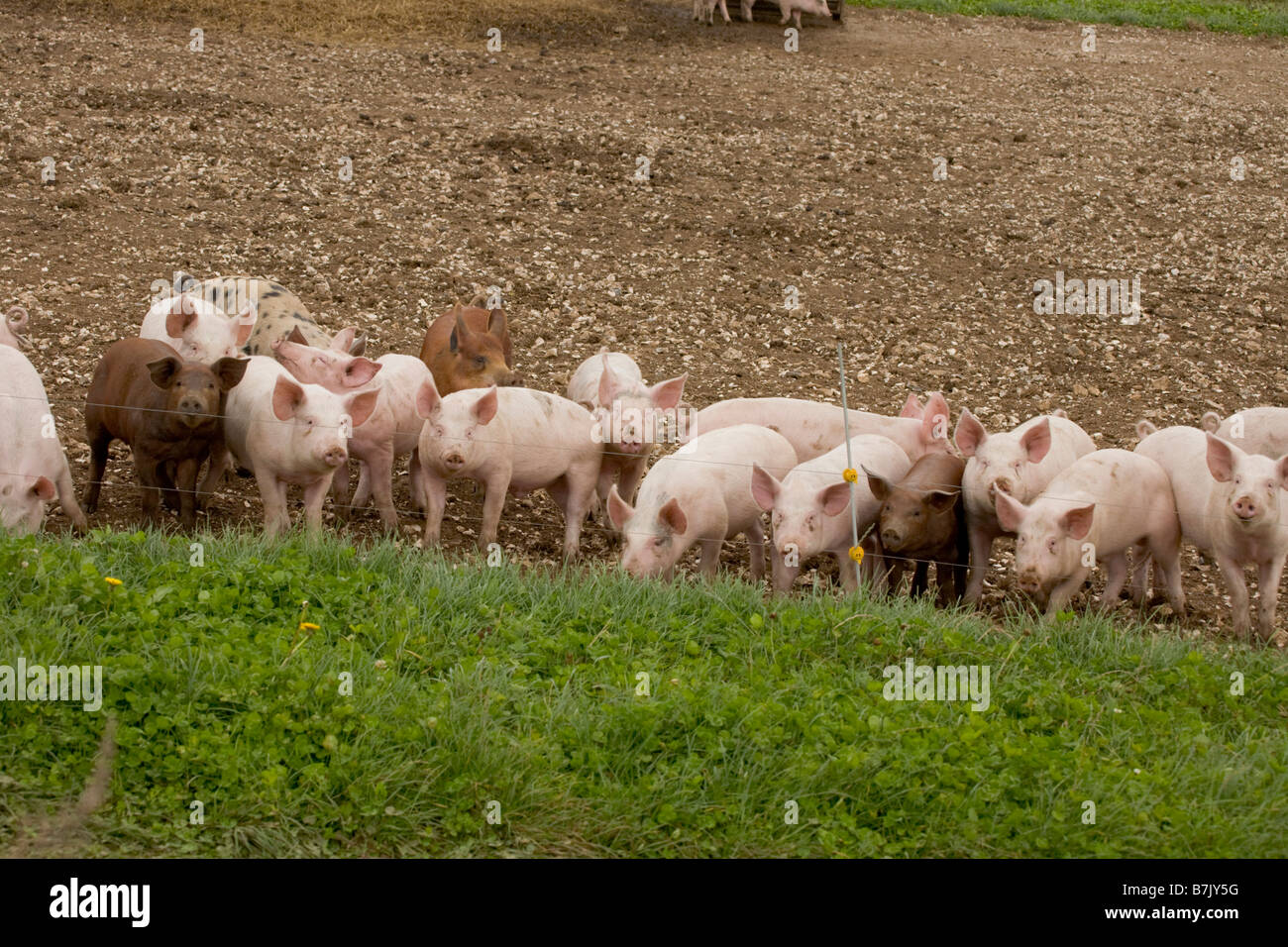 Schweinemastanlage mit Arche Unterstände Stockfoto