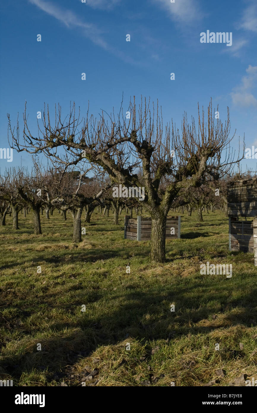 Apfelbaum feld Fotos und Bildmaterial in hoher Auflösung Alamy