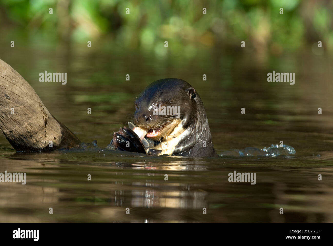 Riesigen Fluss Otter Pteronura brasiliensis Stockfoto