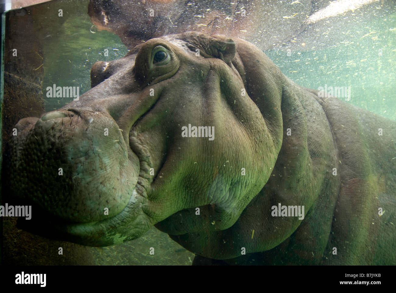 Nilpferd Unterwasser anzeigen im Aquarium Zoo von San Antonio Texas Stockfoto