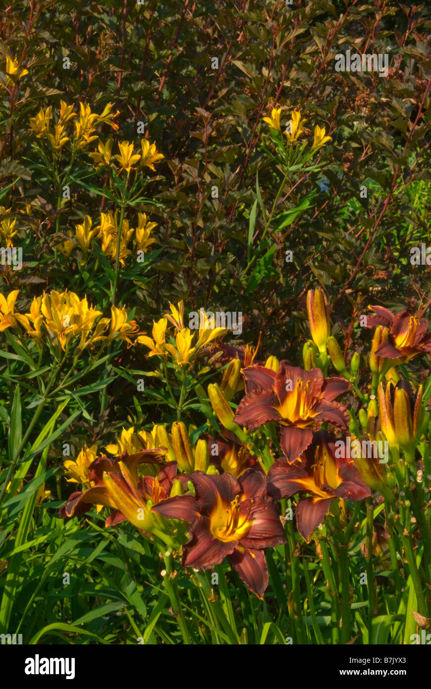 Eine "heiße" Farbschema erstellen Orange und goldene Blumen kombiniert mit lila Laub im Sommergarten. Stockfoto
