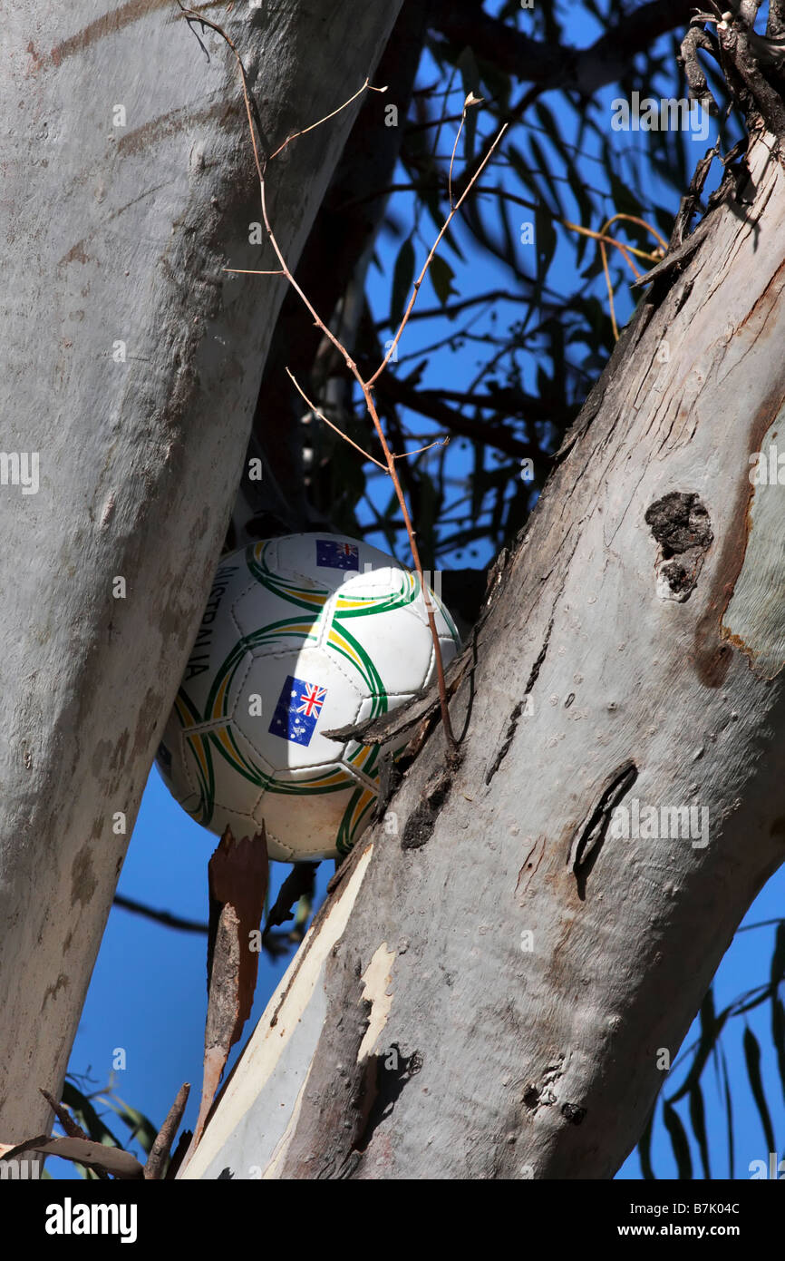 Fußball in einem Kaugummi-Baum an den lokalen Park verkeilt Stockfoto