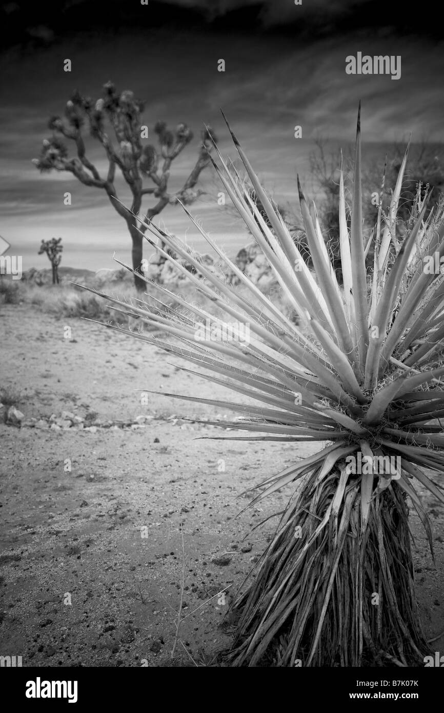 Kaktus in Joshua Tree NP Stockfoto