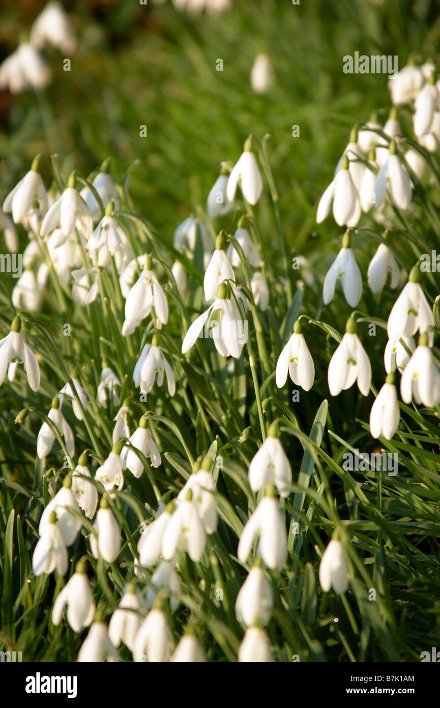 Erste Anzeichen des Frühlings, Schneeglöckchen Stockfoto