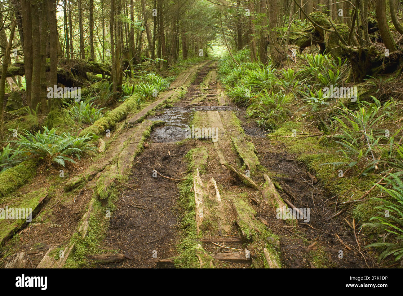 Britisch-Kolumbien Old Plank Autobahn durch den Wald zwischen Deckmantel Bay und Cape Scott Lighthouse in Cape Scott Provincial Park. Stockfoto