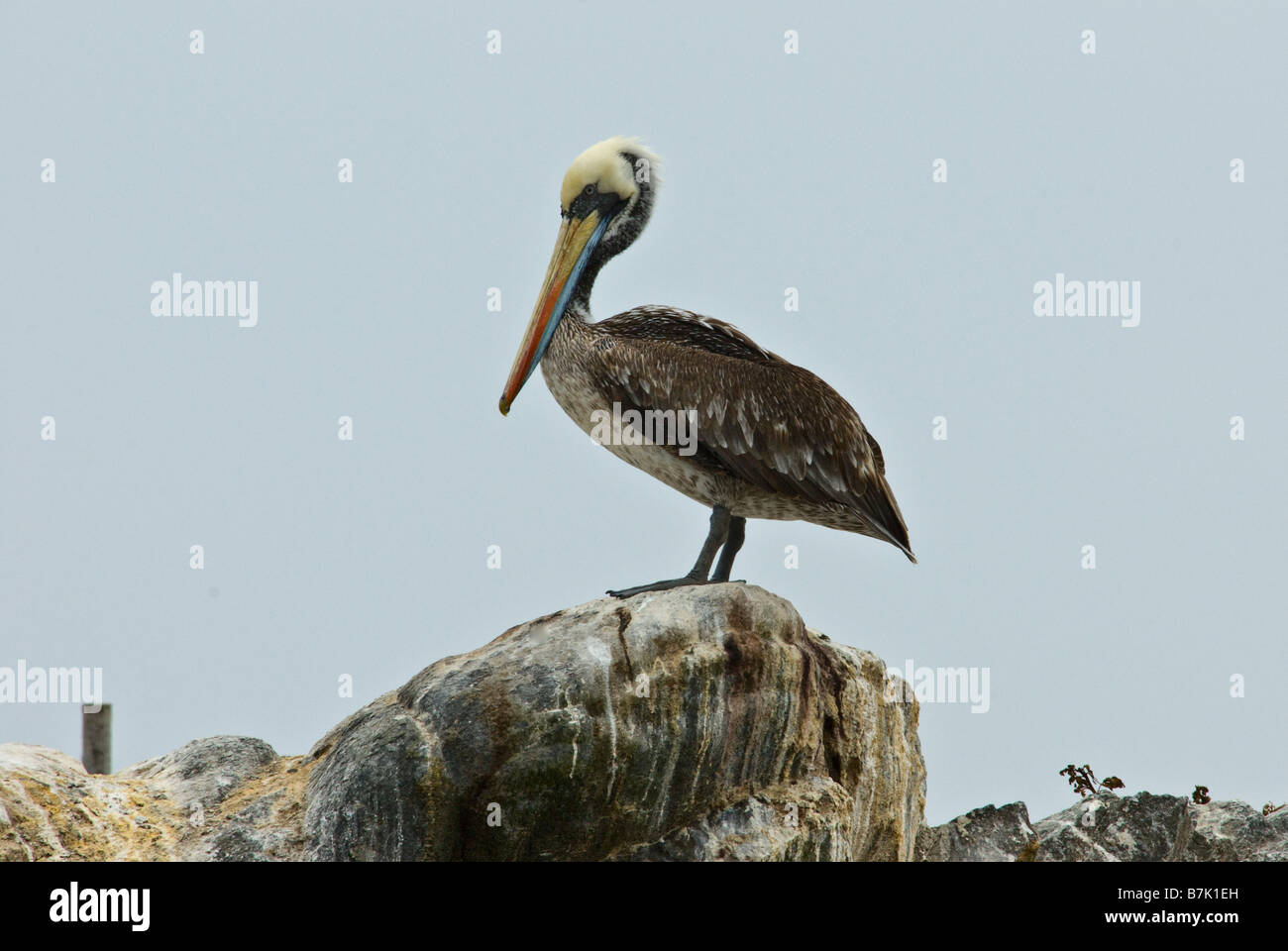 Der braune Pelikan Pelecanus Occidentalis, Chile Stockfoto