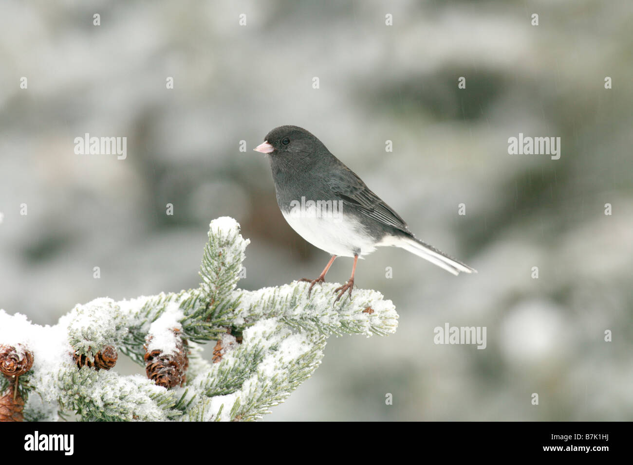 Dunkel-gemustertes Junco in Schnee bedeckt Spruc Stockfoto