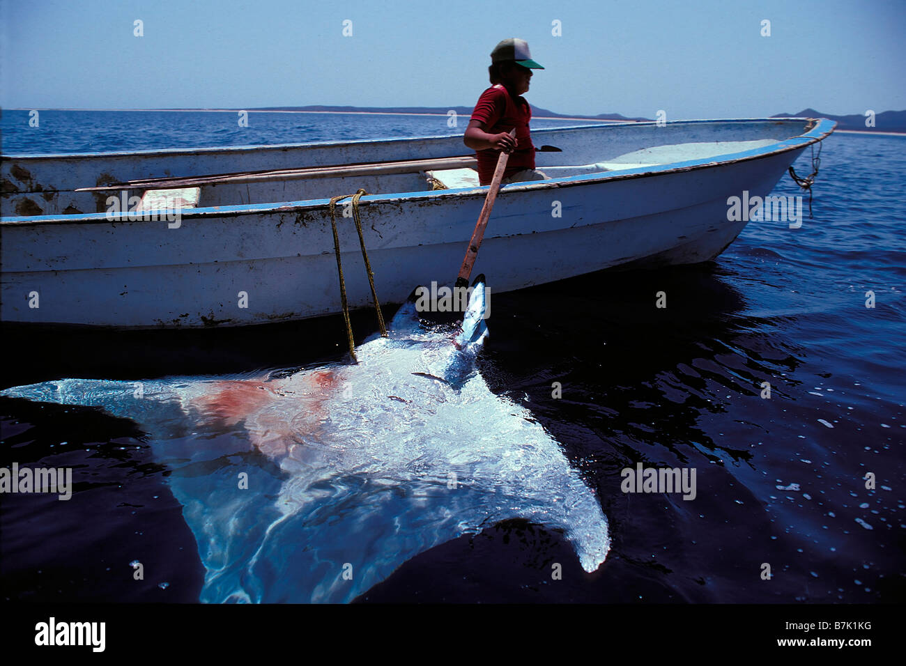 Mantarochen Angeln Meer von Cortez Mexiko Stockfoto