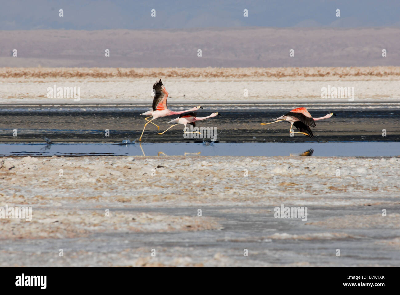 Die Anden-Flamingo (Phoenicopterus Andinus) ist eine Vogelart in der Flamingo Familie beschränkt auf die hohen Anden in Chile Stockfoto