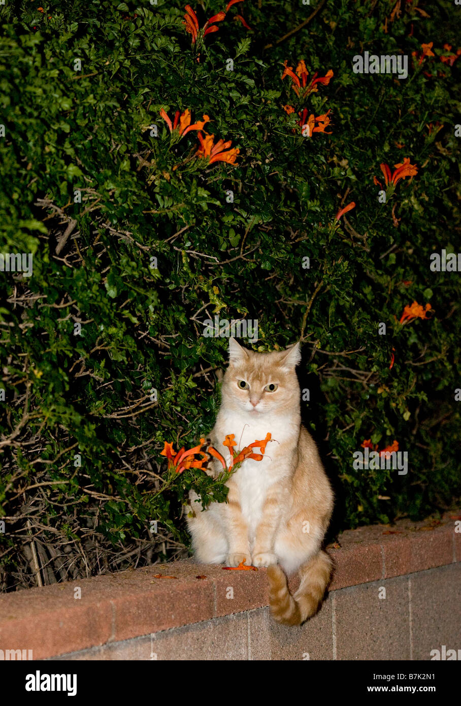 Orange Tabby Cat & Orange Blumen Stockfoto