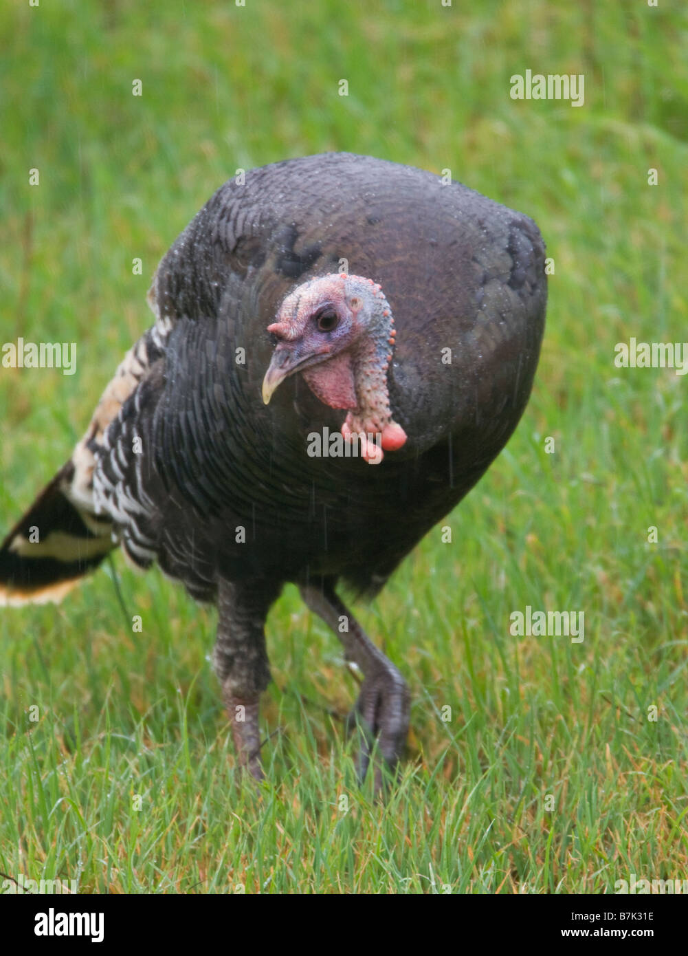 Wilder Truthahn auf Grassy Hill Stockfoto