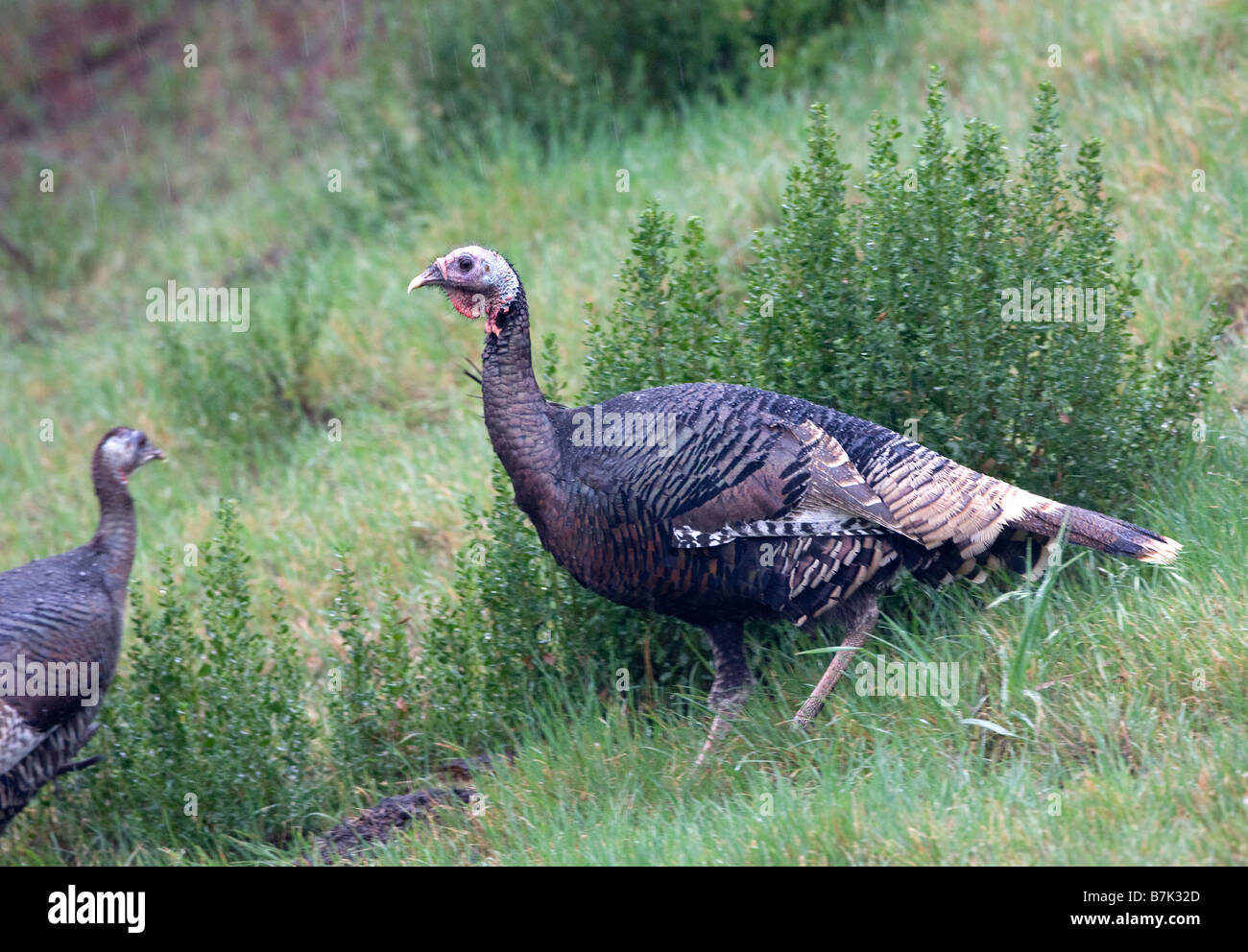 Wilder Truthahn auf Grassy Hill Stockfoto