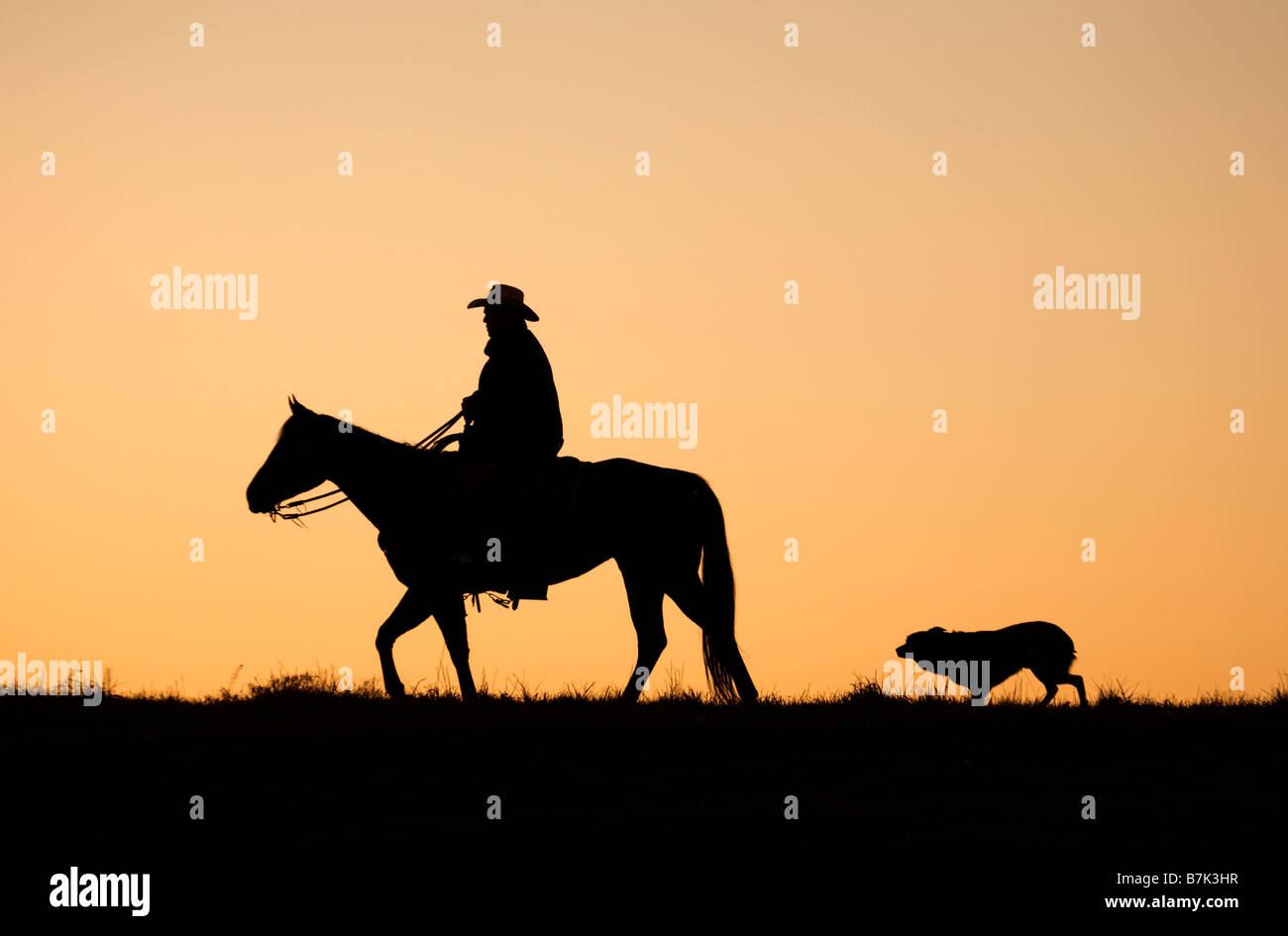 Cowboy reitet ein Viertelpferd, gefolgt von seinem Hund, der am frühen Morgen vor Sonnenaufgang arbeitete Stockfoto