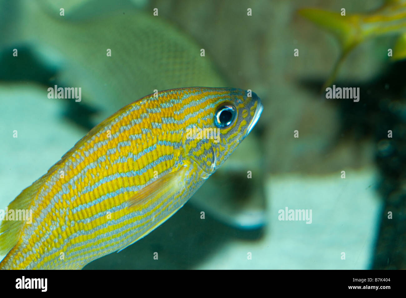 Bunten Rifffischen Stockfoto