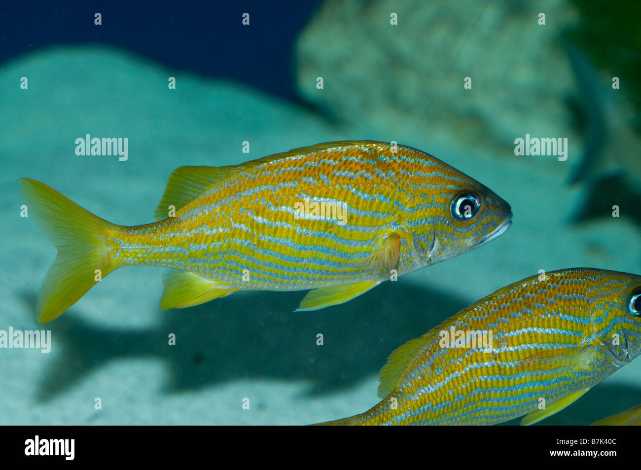 Bunten Rifffischen Stockfoto