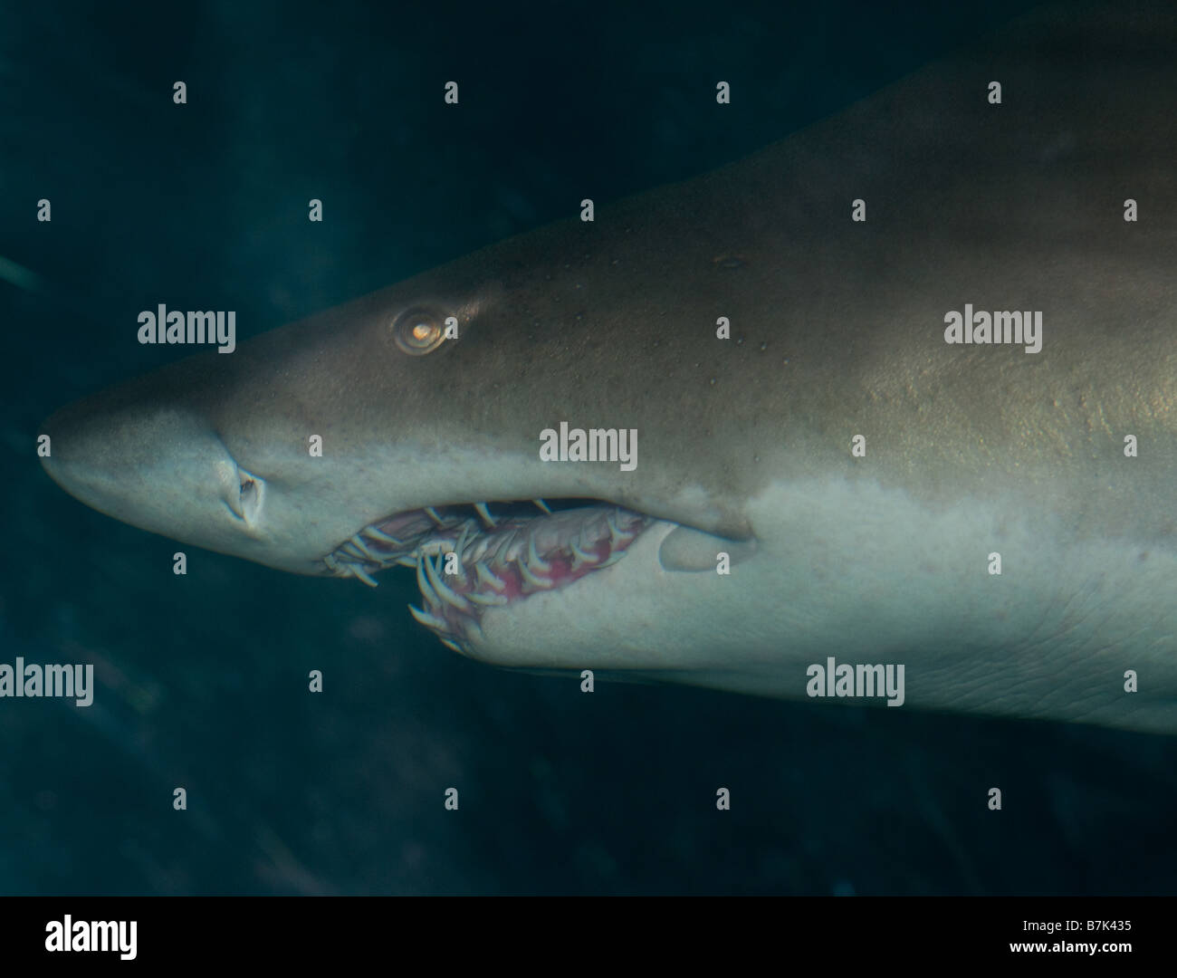 Ein großer Hai verfügt über schwere Artillerie dental Stockfoto