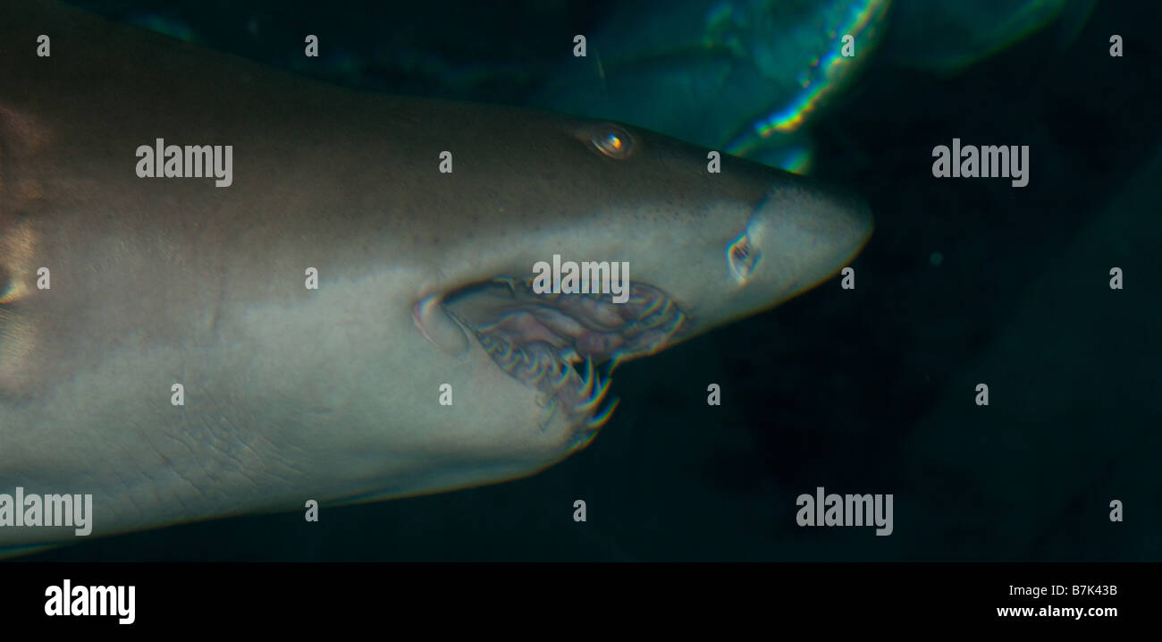 Ein großer Hai verfügt über schwere Artillerie dental Stockfoto