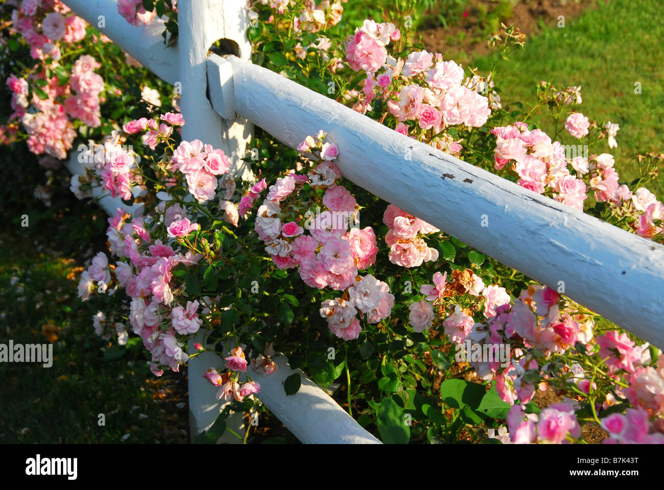 Rosa Rosen am Zaun weiß lackierten Land Haus Stockfoto