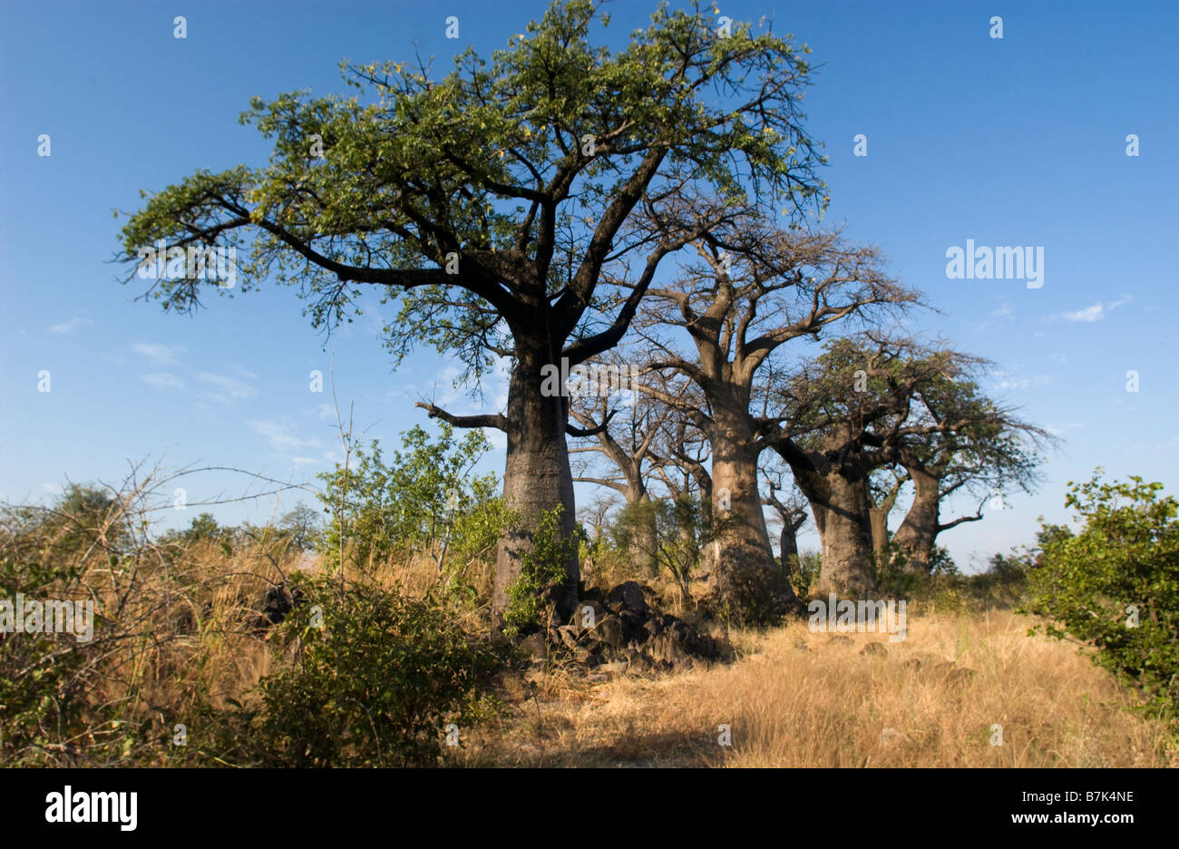 Baobab Insel Savuti Stockfoto