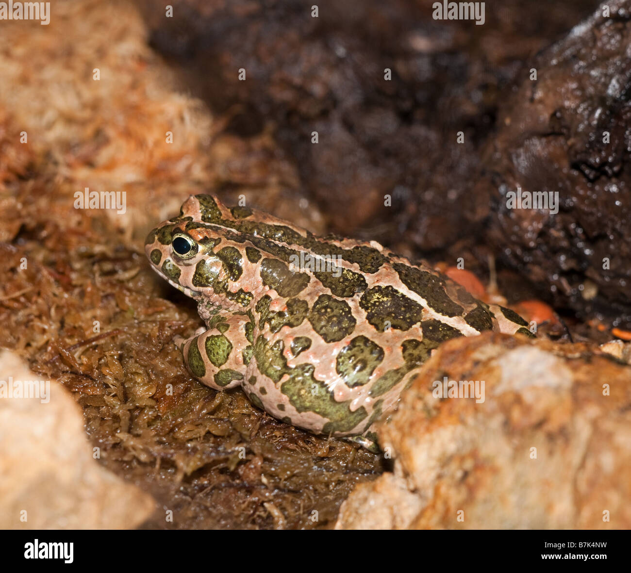 Europäische grüne Kröte (Bufo Viridis) Stockfoto