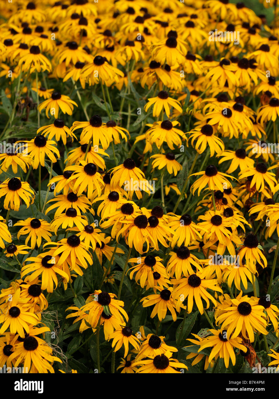 Bereich der schönen gelb und schwarz, Black Eyed Susan Stockfoto