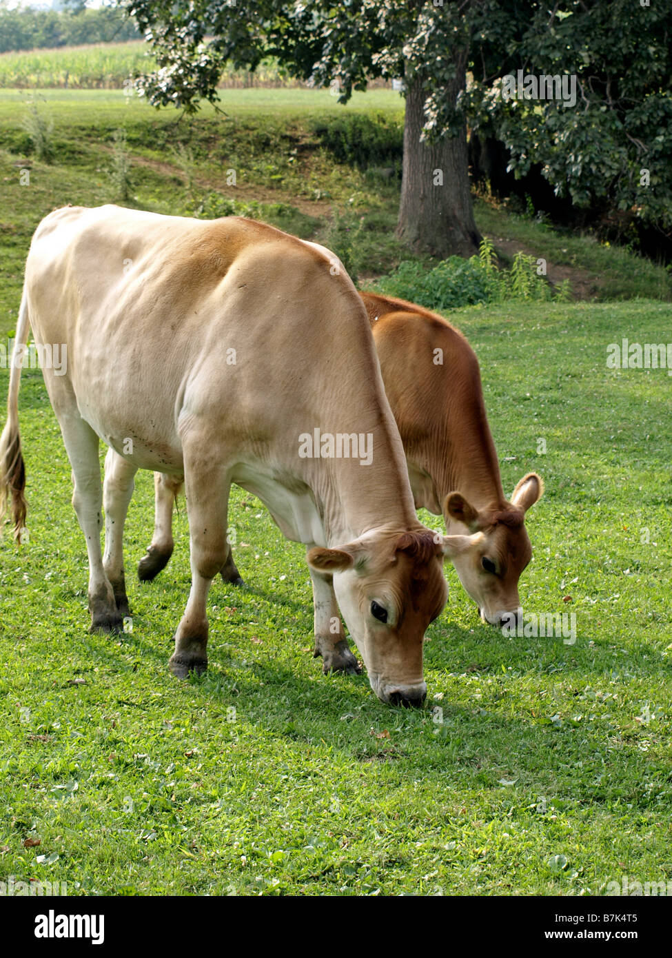 Mutter Jersery Kuh und Kalb in einer schönen grünen Wiese weiden. Stockfoto