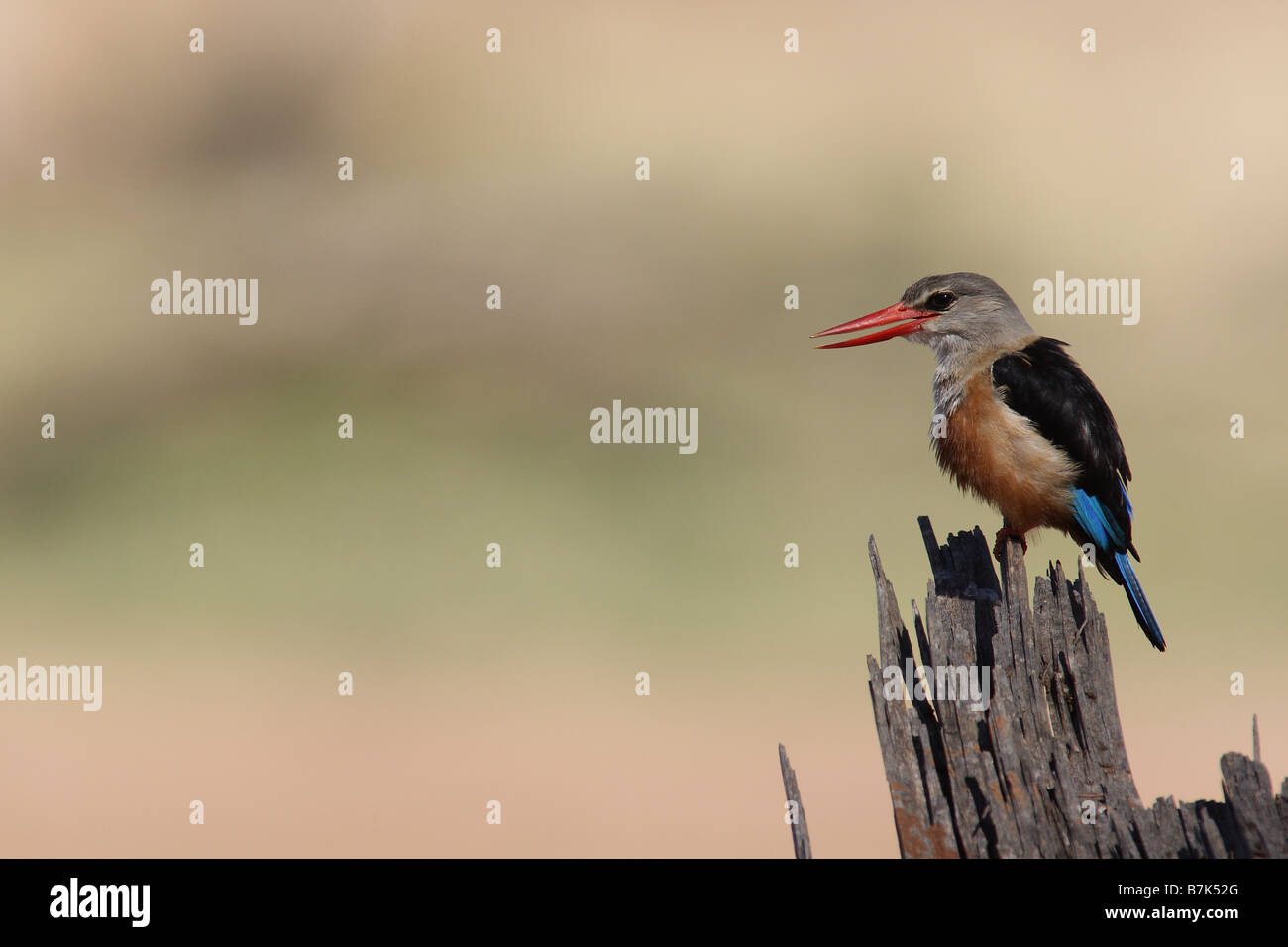 Kastanien-bellied Eisvogel Stockfoto