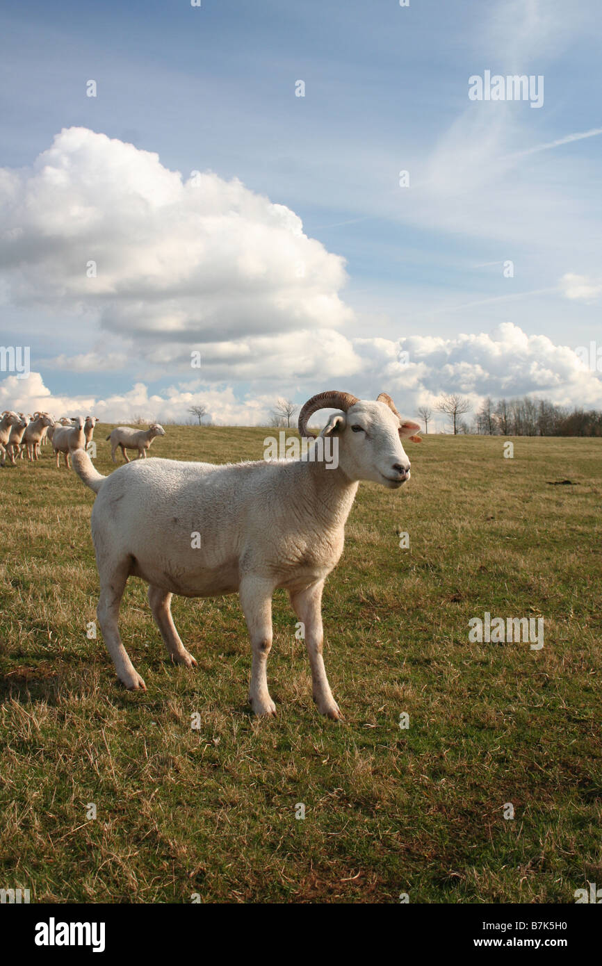 Ein Wiltshire Horn Ewe Schaf stehend in einem Feld Stockfoto