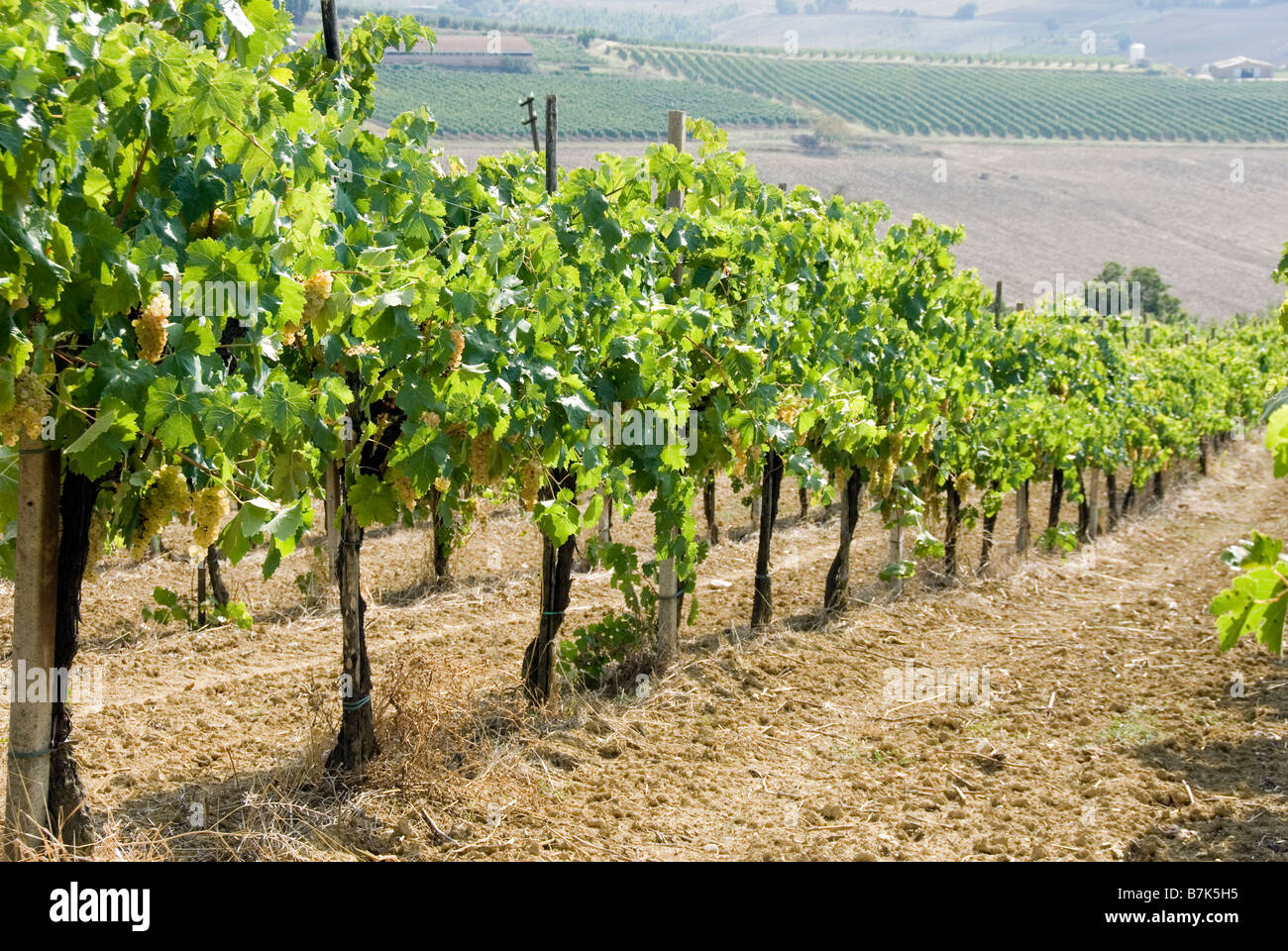 Trauben am Rebstock in Umbrien kurz vor der Ernte wachsen Stockfoto