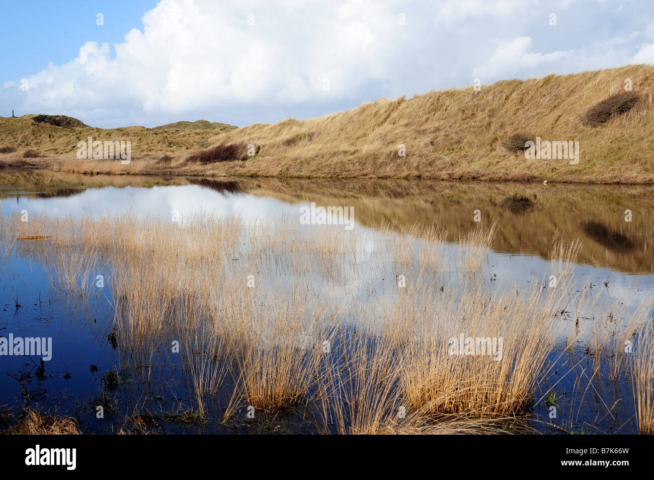 Molinia Caerulea Qualitätsorientierung National Nature Reserve Glamorgan Wales Stockfoto