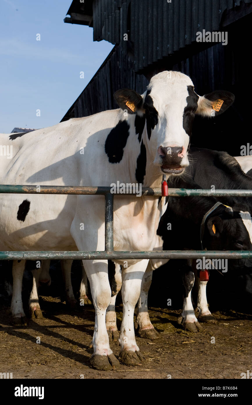 Kühe auf dem Bauernhof Stockfoto