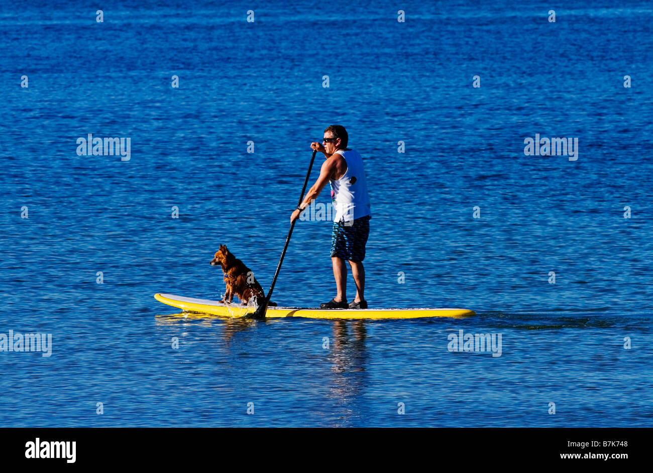 Melbourne-Strände / eine Mann Paddel boards mit seinem Hund in der Nähe von St.Kilda Beach in Melbourne Victoria Australien. Stockfoto