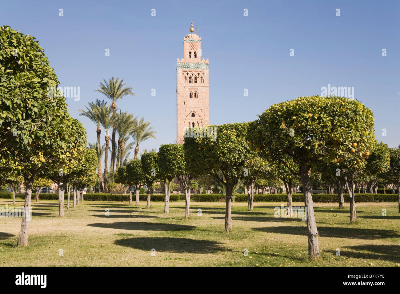 Marrakesch Marokko Nordafrika Ansicht der Koutoubia-Moschee Minarett durch Baumreihe im Orangenhain Gärten Stockfoto