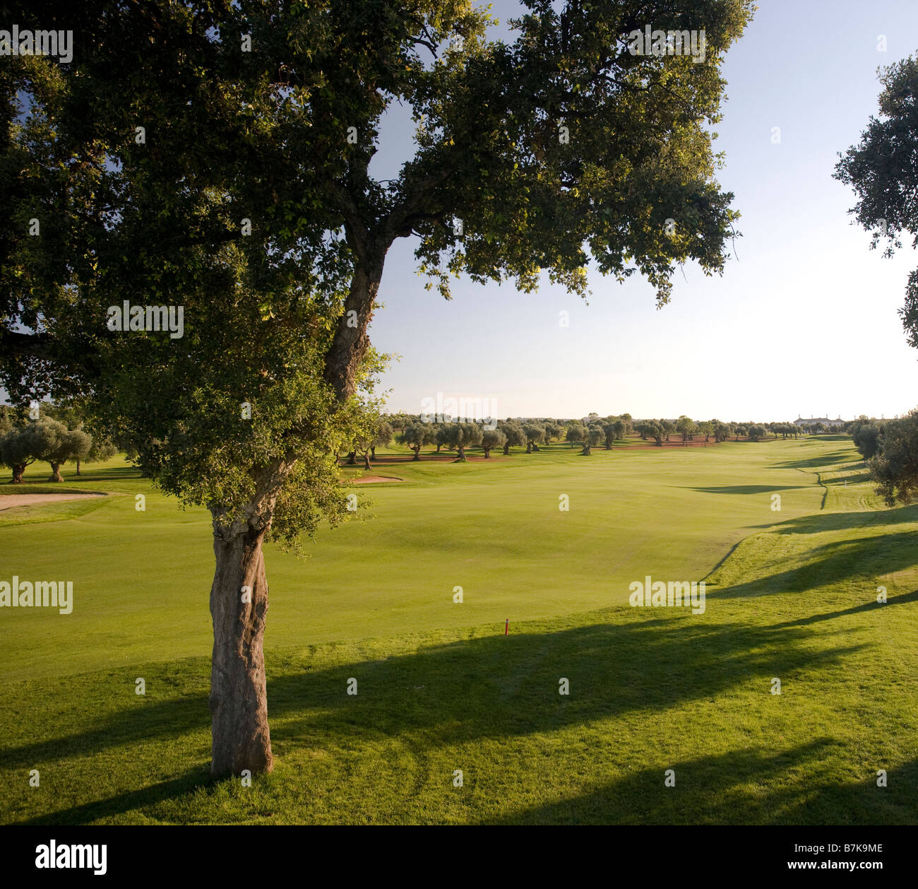 Olivenbaum neben Fairway am Golfplatz von Arcos De La Frontera in Südspanien Stockfoto