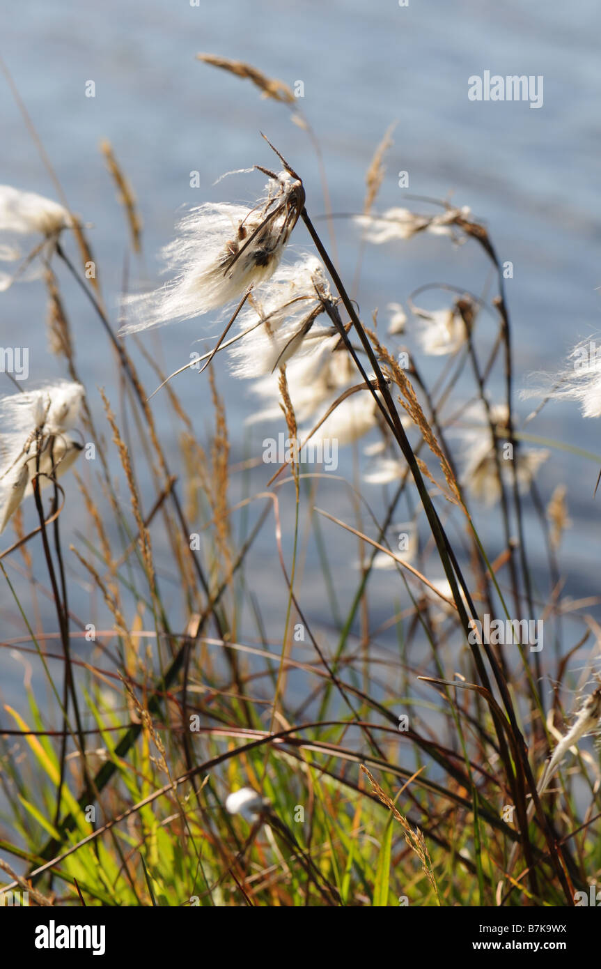 Baumwolle-Segge durch ein tarn Stockfoto