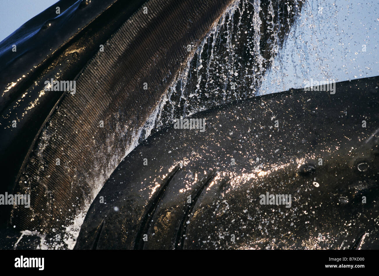 Barten der Longe Fütterung Buckelwal, Iyoukeencove, Chatham Straße, Südost-Alaska Stockfoto