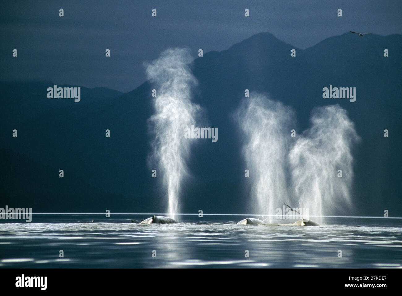 Buckelwale weht, Tenakee Inlet, südöstlichen Alaska Stockfoto