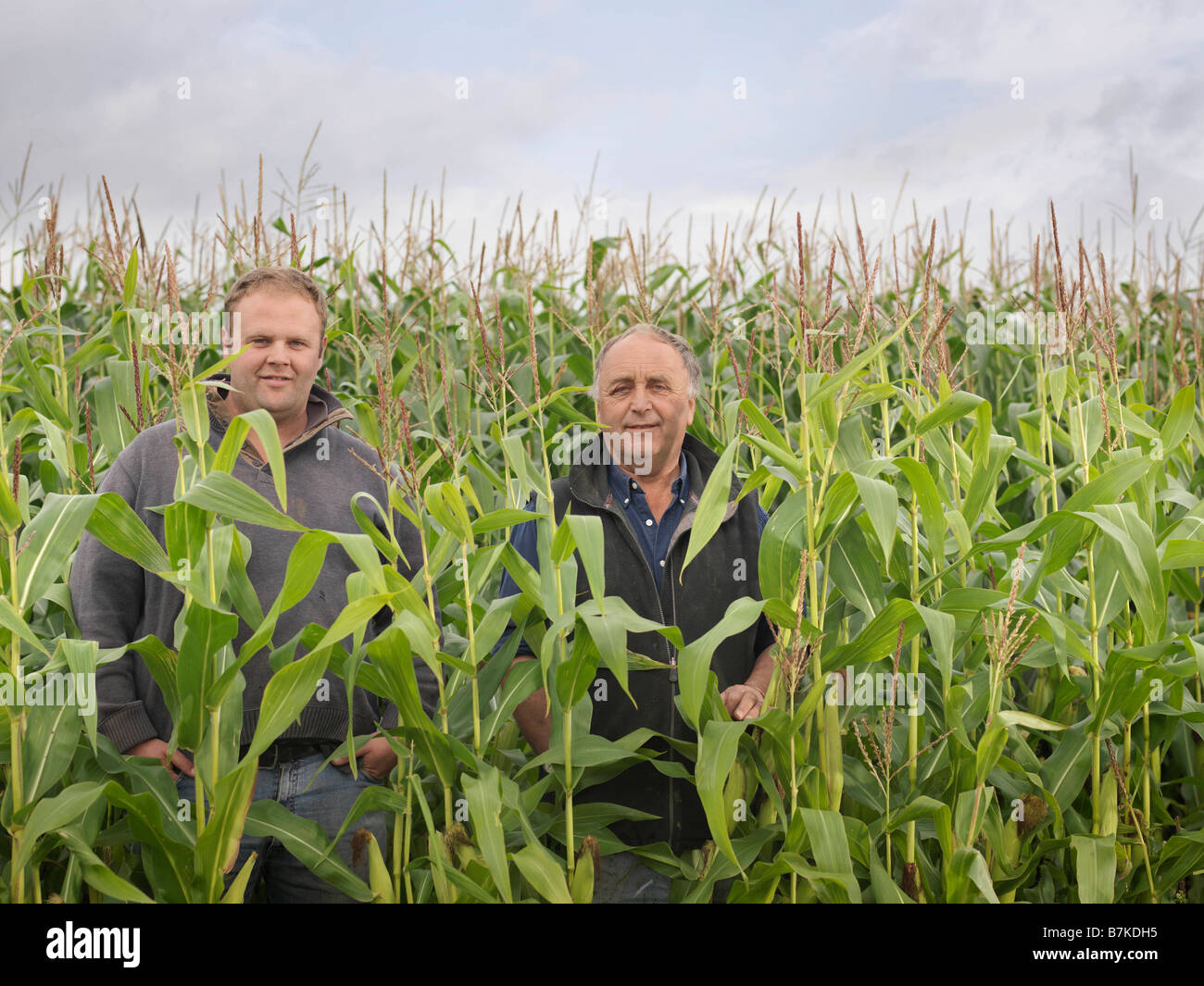 Landwirte In Ernte Feld Stockfoto