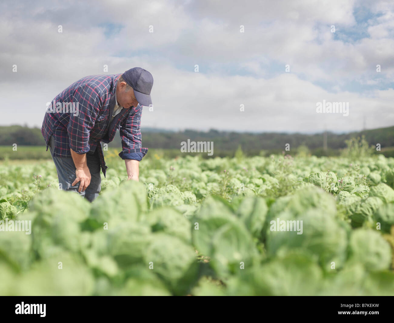 Landwirt In Ernte Feld Stockfoto