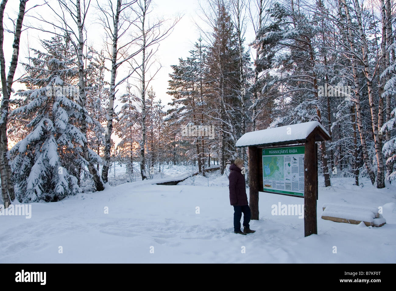 Männikjärve Moor, Endla Nature Reserve, Estland, Europa Stockfoto