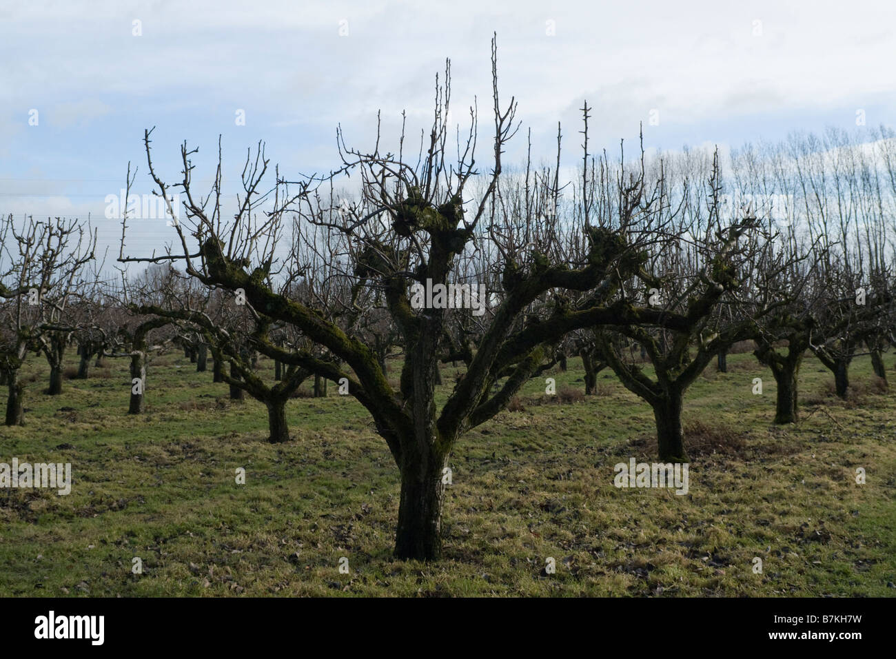 Apfelbaum feld Fotos und Bildmaterial in hoher Auflösung Alamy
