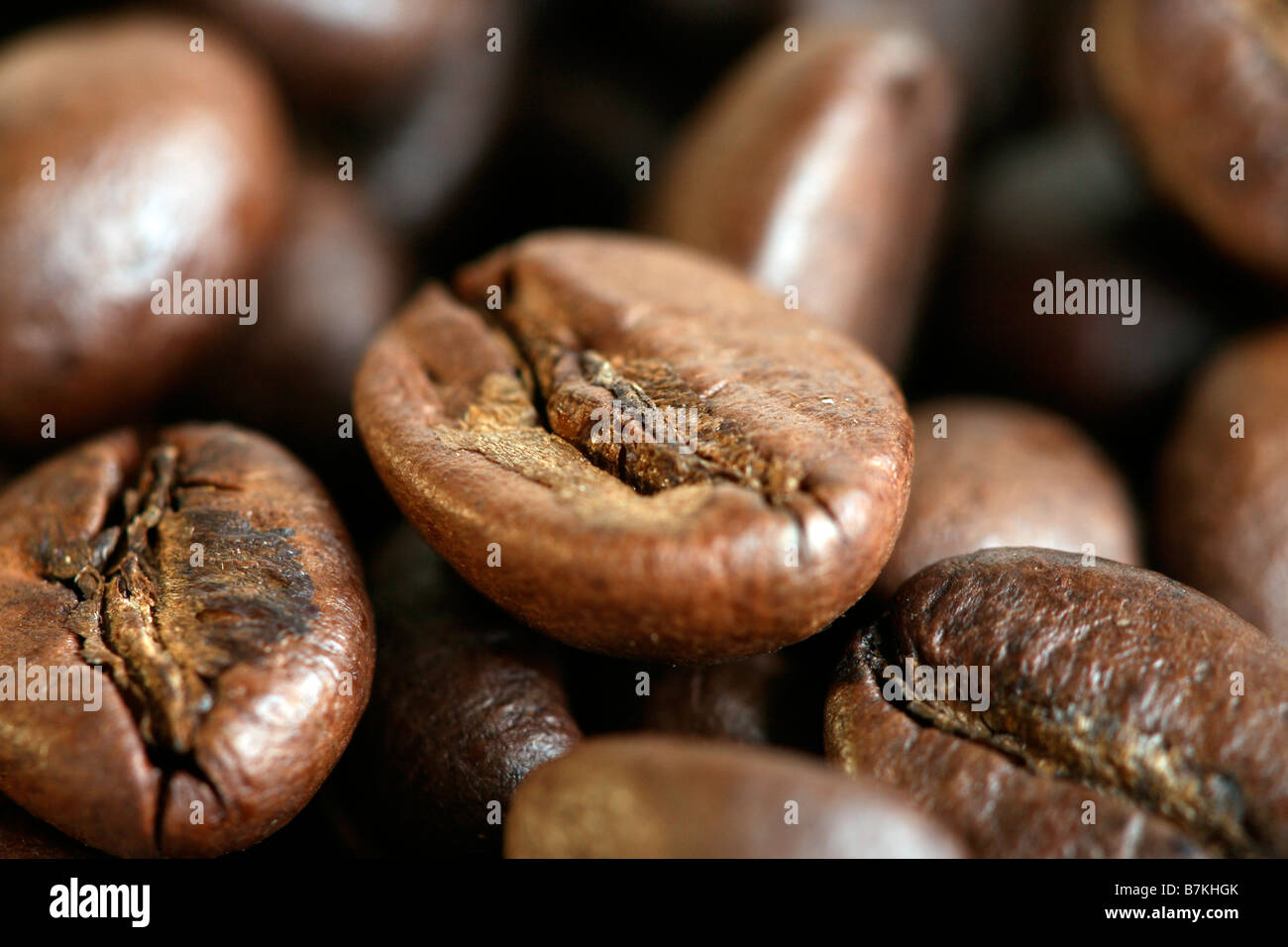 Makro des Kaffeebohnen Stockfoto
