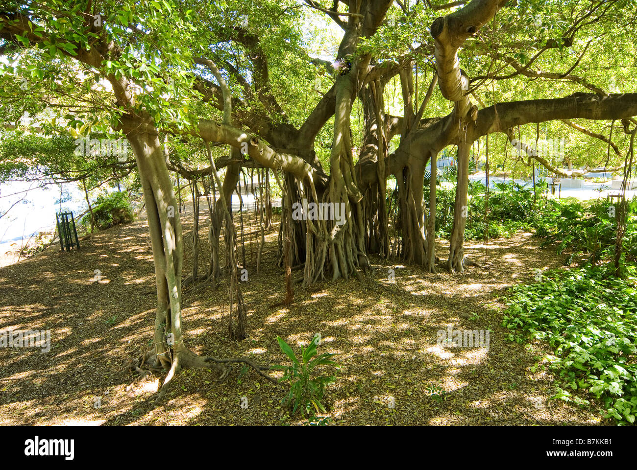 Mangroven-Baum, Brisbane, Queensland, Australien Stockfoto