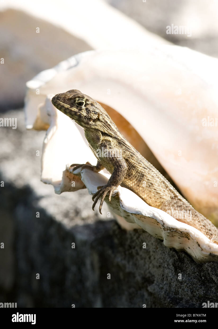 Gecko Eidechse sonnen sich auf Wand von Conch shell Stockfoto