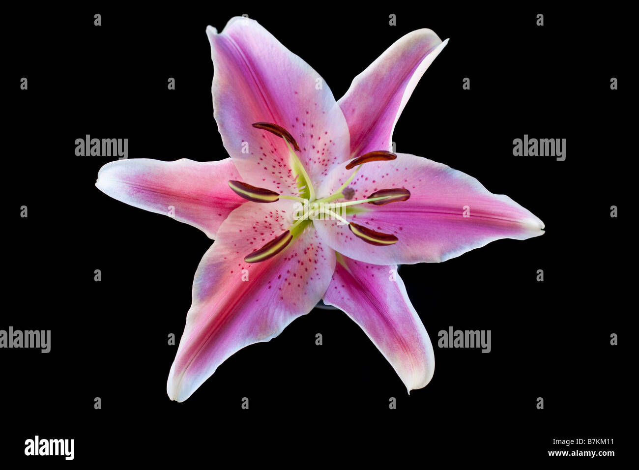Stargazer Lilie auf schwarzem Hintergrund Stockfoto