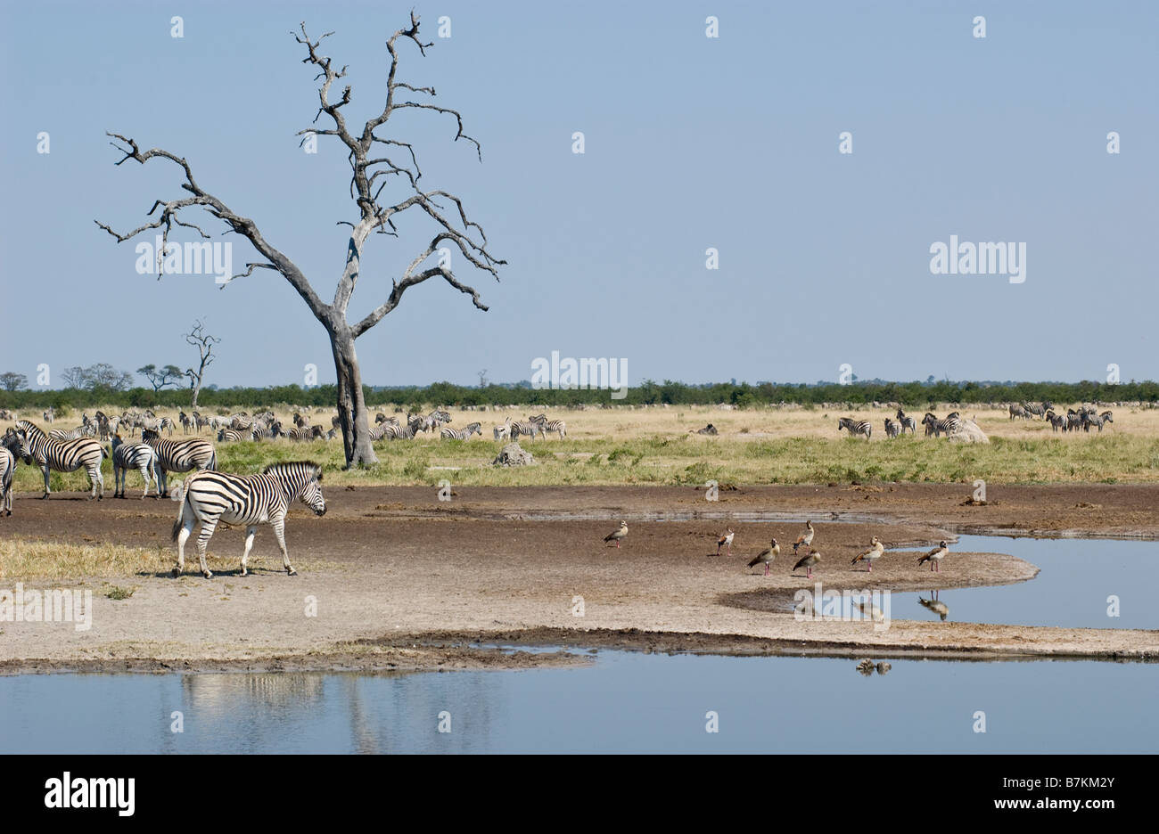 Zebras im Savuti Marsh Stockfoto